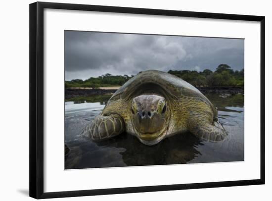 Green Turtle (Chelonia Mydas) Returning to Sea, Bissagos Islands, Guinea Bissau-Pedro Narra-Framed Photographic Print