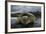 Green Turtle (Chelonia Mydas) Returning to Sea, Bissagos Islands, Guinea Bissau-Pedro Narra-Framed Photographic Print