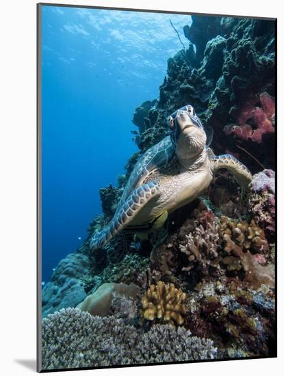 Green Turtle (Chelonia Mydas), Sulawesi, Indonesia, Southeast Asia, Asia-Lisa Collins-Mounted Photographic Print