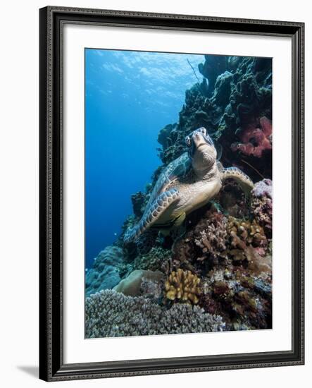 Green Turtle (Chelonia Mydas), Sulawesi, Indonesia, Southeast Asia, Asia-Lisa Collins-Framed Photographic Print