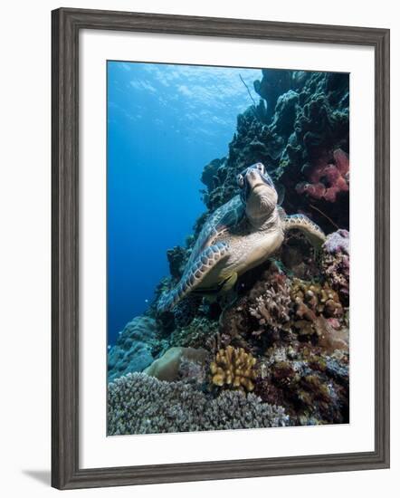 Green Turtle (Chelonia Mydas), Sulawesi, Indonesia, Southeast Asia, Asia-Lisa Collins-Framed Photographic Print