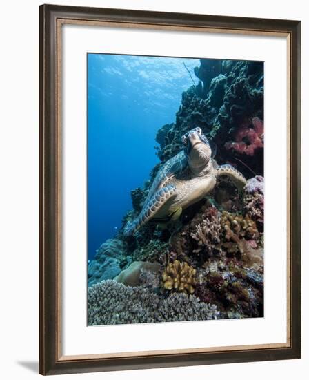 Green Turtle (Chelonia Mydas), Sulawesi, Indonesia, Southeast Asia, Asia-Lisa Collins-Framed Photographic Print