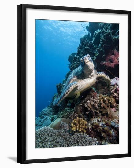 Green Turtle (Chelonia Mydas), Sulawesi, Indonesia, Southeast Asia, Asia-Lisa Collins-Framed Photographic Print