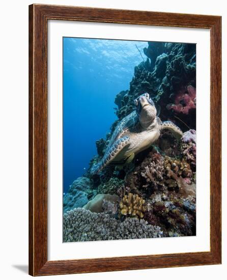 Green Turtle (Chelonia Mydas), Sulawesi, Indonesia, Southeast Asia, Asia-Lisa Collins-Framed Photographic Print