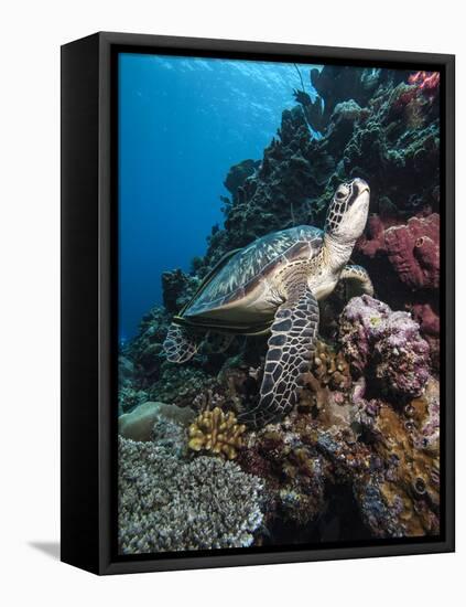 Green Turtle (Chelonia Mydas), Sulawesi, Indonesia, Southeast Asia, Asia-Lisa Collins-Framed Premier Image Canvas