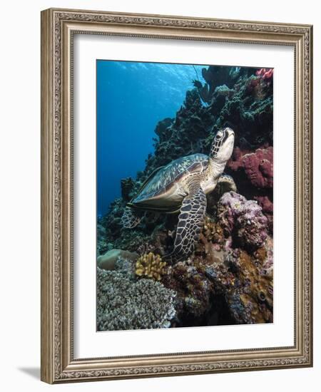 Green Turtle (Chelonia Mydas), Sulawesi, Indonesia, Southeast Asia, Asia-Lisa Collins-Framed Photographic Print