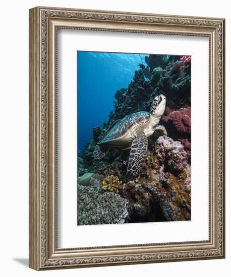 Green Turtle (Chelonia Mydas), Sulawesi, Indonesia, Southeast Asia, Asia-Lisa Collins-Framed Photographic Print