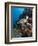 Green Turtle (Chelonia Mydas), Sulawesi, Indonesia, Southeast Asia, Asia-Lisa Collins-Framed Photographic Print