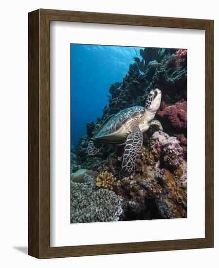 Green Turtle (Chelonia Mydas), Sulawesi, Indonesia, Southeast Asia, Asia-Lisa Collins-Framed Photographic Print