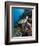 Green Turtle (Chelonia Mydas), Sulawesi, Indonesia, Southeast Asia, Asia-Lisa Collins-Framed Photographic Print