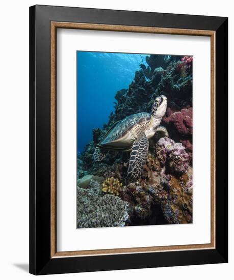 Green Turtle (Chelonia Mydas), Sulawesi, Indonesia, Southeast Asia, Asia-Lisa Collins-Framed Photographic Print