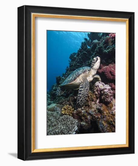 Green Turtle (Chelonia Mydas), Sulawesi, Indonesia, Southeast Asia, Asia-Lisa Collins-Framed Photographic Print