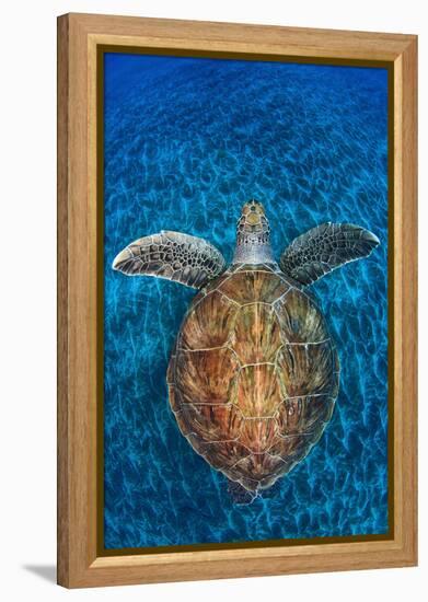 Green Turtle, (Chelonia Mydas), Swimming over Volcanic Sandy Bottom, Armenime Cove, Canary Islands-Jordi Chias-Framed Premier Image Canvas