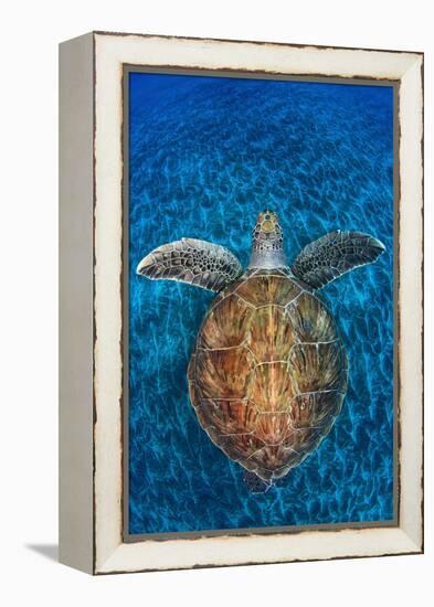 Green Turtle, (Chelonia Mydas), Swimming over Volcanic Sandy Bottom, Armenime Cove, Canary Islands-Jordi Chias-Framed Premier Image Canvas