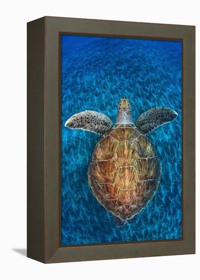 Green Turtle, (Chelonia Mydas), Swimming over Volcanic Sandy Bottom, Armenime Cove, Canary Islands-Jordi Chias-Framed Premier Image Canvas