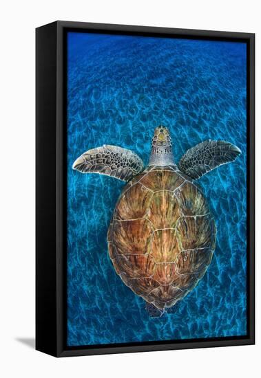 Green Turtle, (Chelonia Mydas), Swimming over Volcanic Sandy Bottom, Armenime Cove, Canary Islands-Jordi Chias-Framed Premier Image Canvas