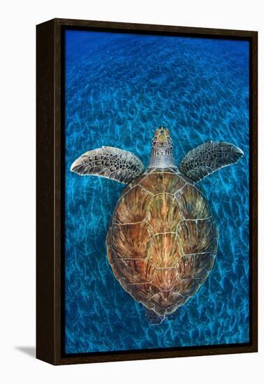 Green Turtle, (Chelonia Mydas), Swimming over Volcanic Sandy Bottom, Armenime Cove, Canary Islands-Jordi Chias-Framed Premier Image Canvas