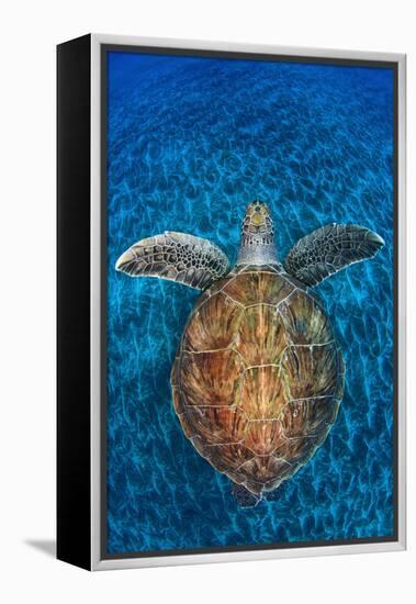 Green Turtle, (Chelonia Mydas), Swimming over Volcanic Sandy Bottom, Armenime Cove, Canary Islands-Jordi Chias-Framed Premier Image Canvas