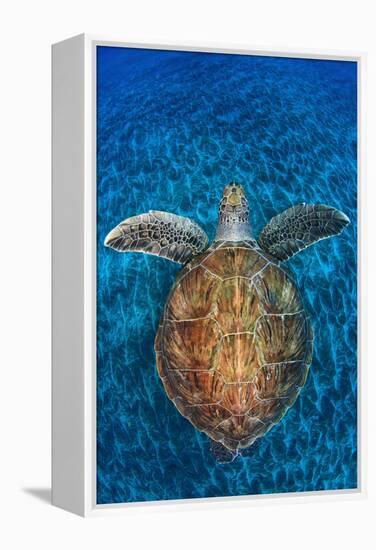 Green Turtle, (Chelonia Mydas), Swimming over Volcanic Sandy Bottom, Armenime Cove, Canary Islands-Jordi Chias-Framed Premier Image Canvas