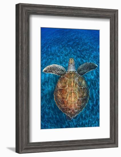 Green Turtle, (Chelonia Mydas), Swimming over Volcanic Sandy Bottom, Armenime Cove, Canary Islands-Jordi Chias-Framed Photographic Print