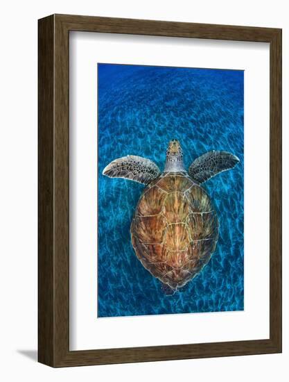 Green Turtle, (Chelonia Mydas), Swimming over Volcanic Sandy Bottom, Armenime Cove, Canary Islands-Jordi Chias-Framed Photographic Print