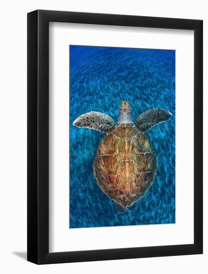 Green Turtle, (Chelonia Mydas), Swimming over Volcanic Sandy Bottom, Armenime Cove, Canary Islands-Jordi Chias-Framed Photographic Print