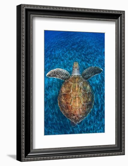 Green Turtle, (Chelonia Mydas), Swimming over Volcanic Sandy Bottom, Armenime Cove, Canary Islands-Jordi Chias-Framed Photographic Print