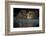 Green Turtle (Chelonia Mydas) Two Interacting at Surface-Pedro Narra-Framed Photographic Print