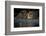 Green Turtle (Chelonia Mydas) Two Interacting at Surface-Pedro Narra-Framed Photographic Print