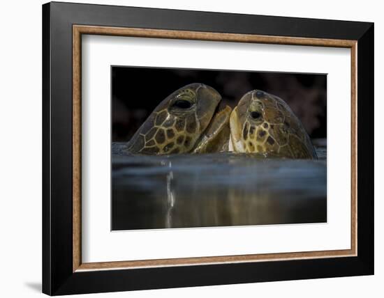 Green Turtle (Chelonia Mydas) Two Interacting at Surface-Pedro Narra-Framed Photographic Print