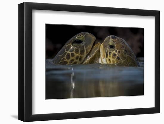 Green Turtle (Chelonia Mydas) Two Interacting at Surface-Pedro Narra-Framed Photographic Print