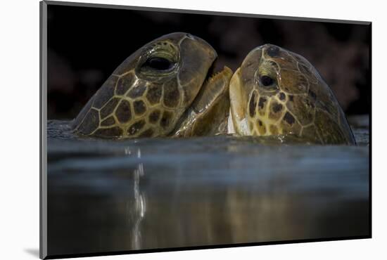 Green Turtle (Chelonia Mydas) Two Interacting at Surface-Pedro Narra-Mounted Photographic Print
