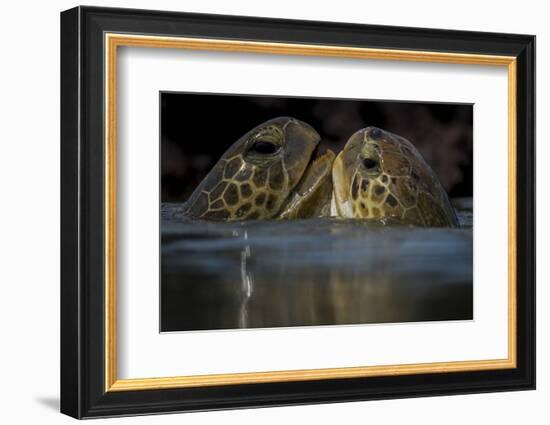 Green Turtle (Chelonia Mydas) Two Interacting at Surface-Pedro Narra-Framed Photographic Print