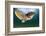 Green Turtle (Chelonia Mydas) Wide Angle View of Fin, Akumal, Caribbean Sea, Mexico, January-Claudio Contreras-Framed Photographic Print