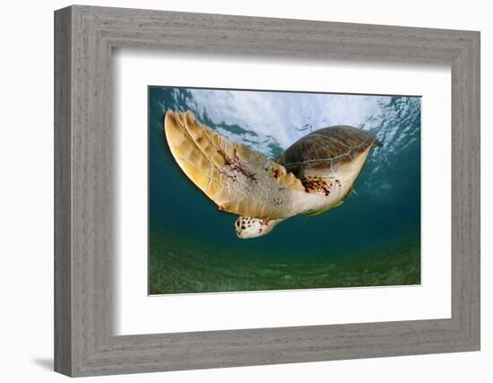 Green Turtle (Chelonia Mydas) Wide Angle View of Fin, Akumal, Caribbean Sea, Mexico, January-Claudio Contreras-Framed Photographic Print