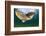 Green Turtle (Chelonia Mydas) Wide Angle View of Fin, Akumal, Caribbean Sea, Mexico, January-Claudio Contreras-Framed Photographic Print