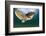 Green Turtle (Chelonia Mydas) Wide Angle View of Fin, Akumal, Caribbean Sea, Mexico, January-Claudio Contreras-Framed Photographic Print