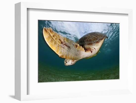 Green Turtle (Chelonia Mydas) Wide Angle View of Fin, Akumal, Caribbean Sea, Mexico, January-Claudio Contreras-Framed Photographic Print