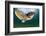 Green Turtle (Chelonia Mydas) Wide Angle View of Fin, Akumal, Caribbean Sea, Mexico, January-Claudio Contreras-Framed Photographic Print