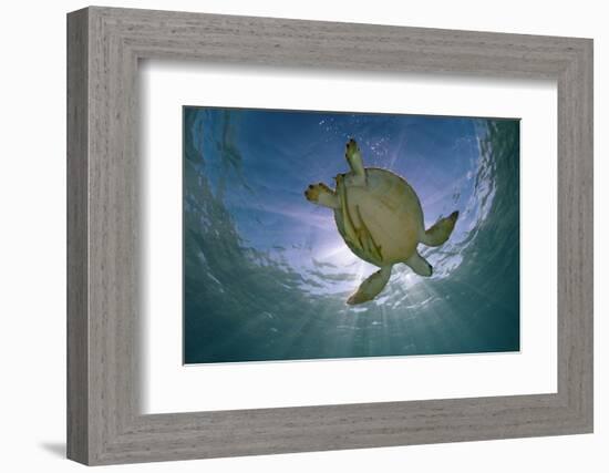 Green Turtle (Chelonia Mydas) with Rays of Sunlight, Akumal, Caribbean Sea, Mexico, January-Claudio Contreras-Framed Photographic Print