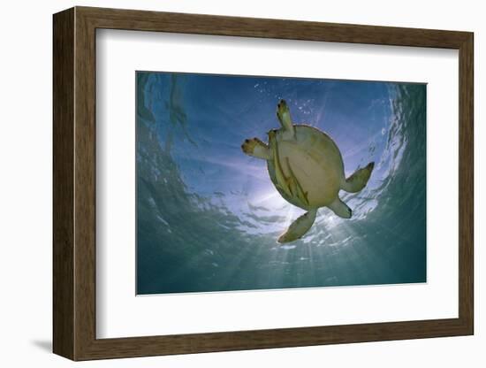 Green Turtle (Chelonia Mydas) with Rays of Sunlight, Akumal, Caribbean Sea, Mexico, January-Claudio Contreras-Framed Photographic Print