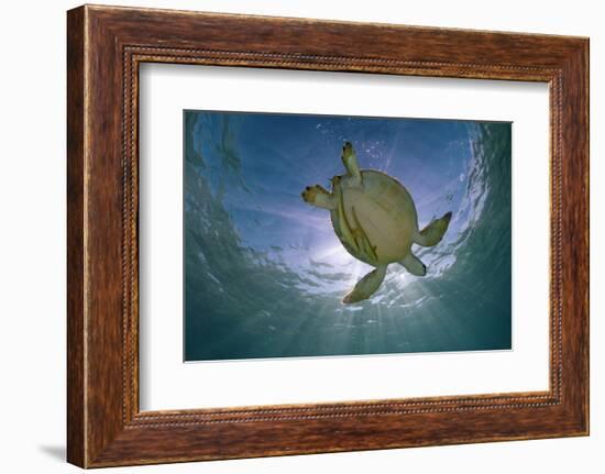 Green Turtle (Chelonia Mydas) with Rays of Sunlight, Akumal, Caribbean Sea, Mexico, January-Claudio Contreras-Framed Photographic Print