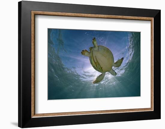 Green Turtle (Chelonia Mydas) with Rays of Sunlight, Akumal, Caribbean Sea, Mexico, January-Claudio Contreras-Framed Photographic Print