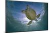 Green Turtle (Chelonia Mydas) with Rays of Sunlight, Akumal, Caribbean Sea, Mexico, January-Claudio Contreras-Mounted Photographic Print