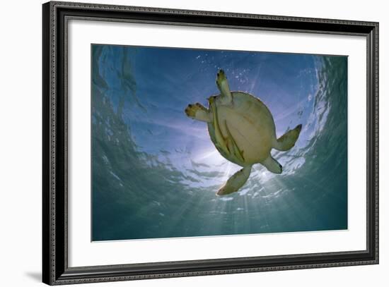 Green Turtle (Chelonia Mydas) with Rays of Sunlight, Akumal, Caribbean Sea, Mexico, January-Claudio Contreras-Framed Photographic Print