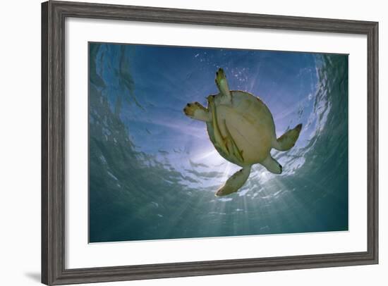 Green Turtle (Chelonia Mydas) with Rays of Sunlight, Akumal, Caribbean Sea, Mexico, January-Claudio Contreras-Framed Photographic Print