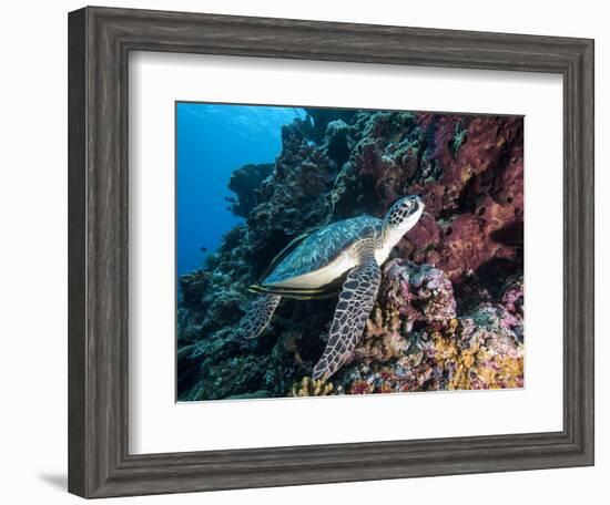 Green Turtle (Chelonia Mydas) with Remoras Rachyucentron Canadum), Sulawesi, Indonesia-Lisa Collins-Framed Photographic Print