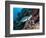 Green Turtle (Chelonia Mydas) with Remoras Rachyucentron Canadum), Sulawesi, Indonesia-Lisa Collins-Framed Photographic Print