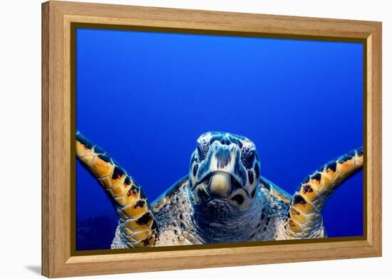 Green Turtle (Chelonia Mydas)-Stephen Frink-Framed Premier Image Canvas