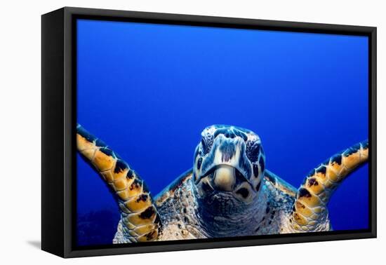 Green Turtle (Chelonia Mydas)-Stephen Frink-Framed Premier Image Canvas